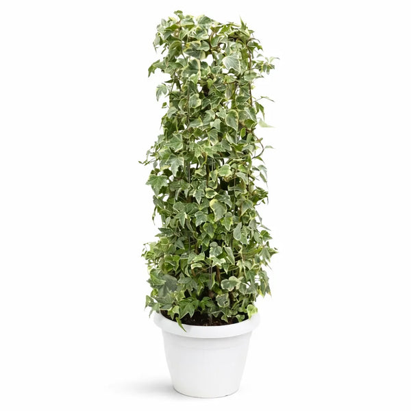 Edera (Hedera helix) colonnare D. 30 H.100 cm