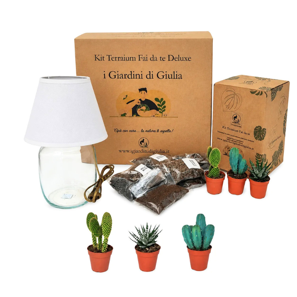 Kit de terrarium Lamparium moyen avec plantes succulentes