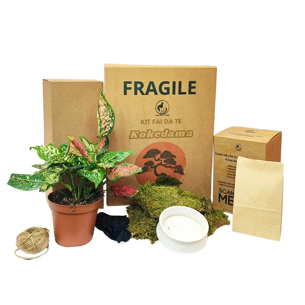 Kit Kokedama Fai da te Aglaonema Pink Tutto incluso