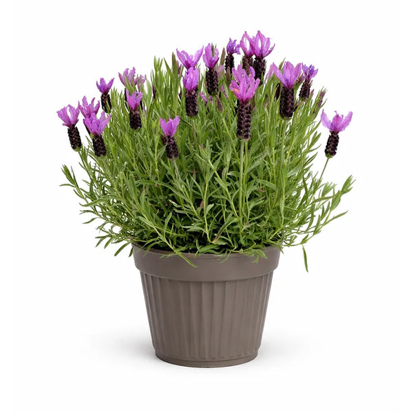 Lavandula angustifolia D.22 cm
