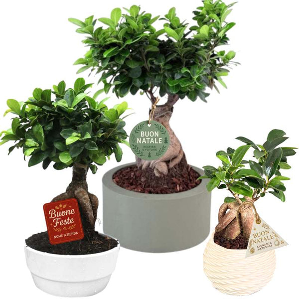 Tre piccoli bonsai di ficus in vasi decorativi con etichette Buon Natale e Buone Feste.