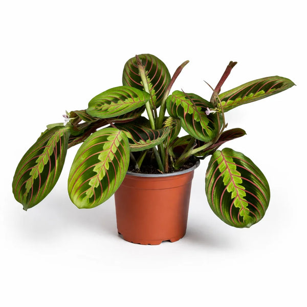 Maranta leuconeura Fascinator D.12 H.30 cm