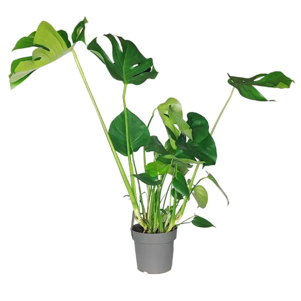 Monstera deliciosa D.17 H.60 ST