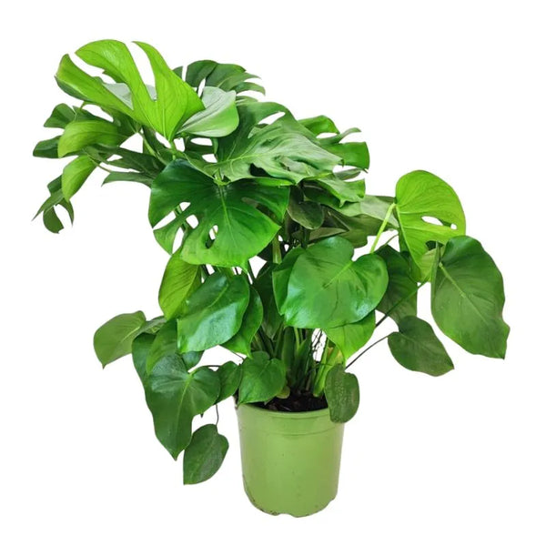 Monstera deliciosa a cespuglio D.24 cm Vaso plastica