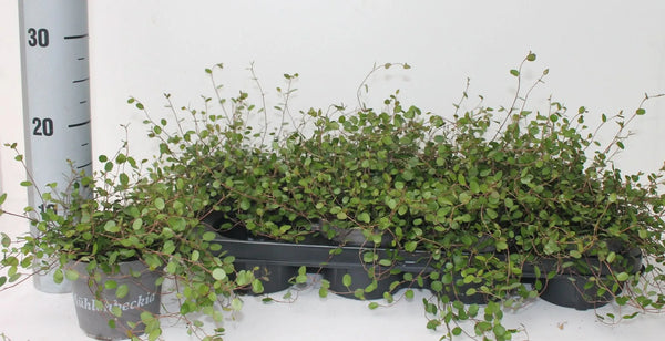 Muehlenbeckia complexa Mao'ri D.12 CM
