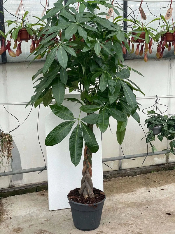 PACHIRA ACQUATICA INTRECCIATA D. 27