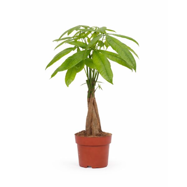 Pachira Aquatica diam 12