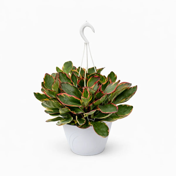 Peperomia clusifolia ginny basket 18 cm