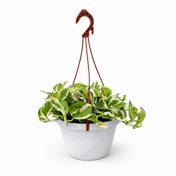 Pothos n'joy basket 20 cm
