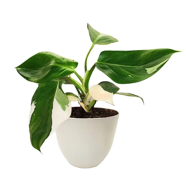 Philodendron Variegato white wave in vaso
