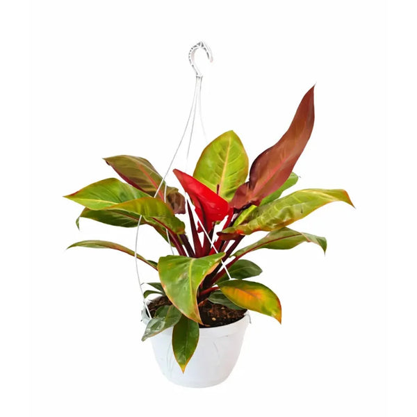 Philodendron orange basket D.21 H.65 cm
