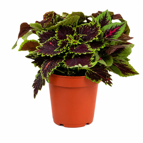 Coleus colori mix D.14 H.25 cm