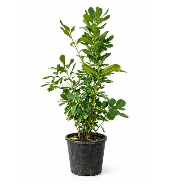 Pittosporum Tobira D. 24 H. 90 CM