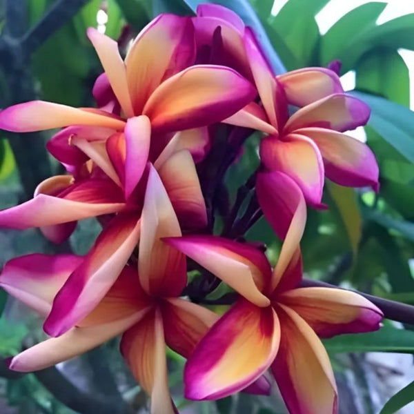 Plumeria Aloha freddy - Ramificata