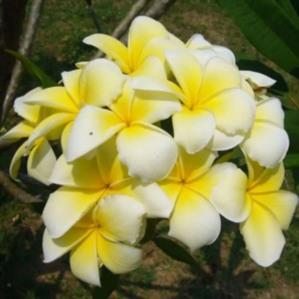 Plumeria Angel's touch - Singola punta