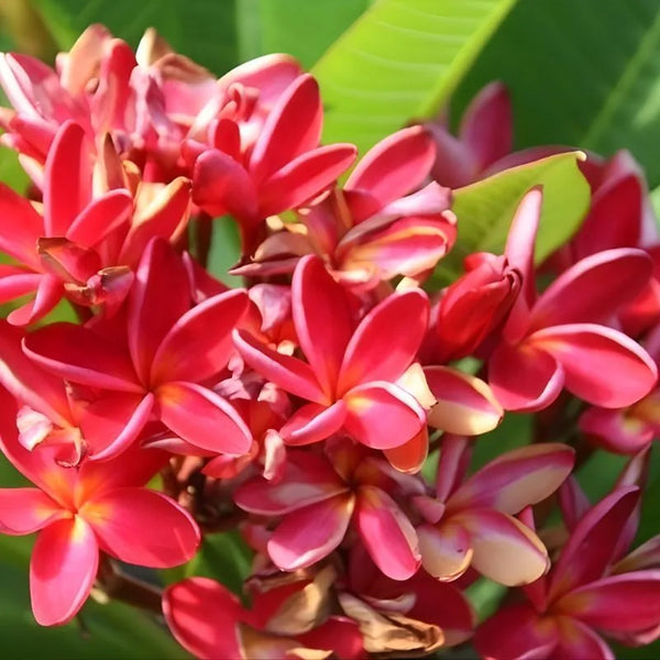 Plumeria Christine B - Ramificata