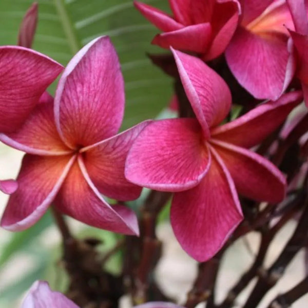Plumeria Crimson beauty - Singola punta