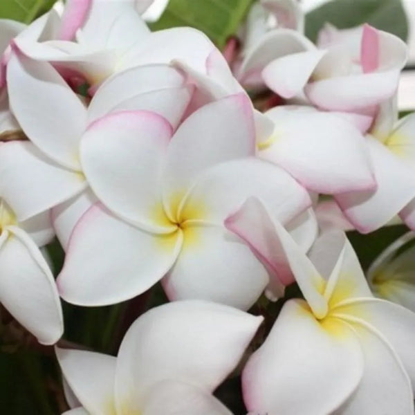 Plumeria Edie moragne - Ramificata