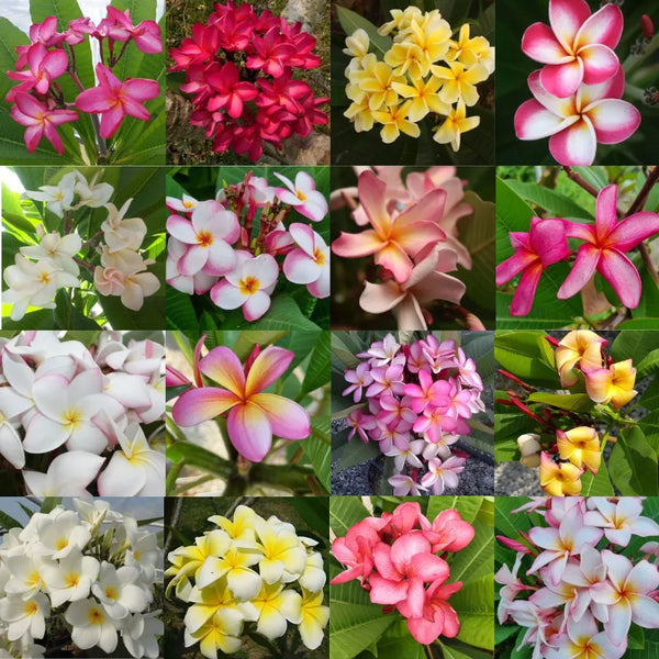 Plumeria Frangipani in varietà Vaso 15 - Singola punta