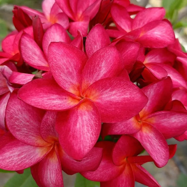 Plumeria muang compact - Ramificata