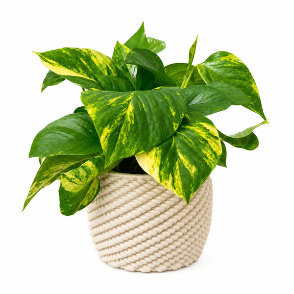 Pothos scindapsus aurea dans un pot en céramique "Carina"