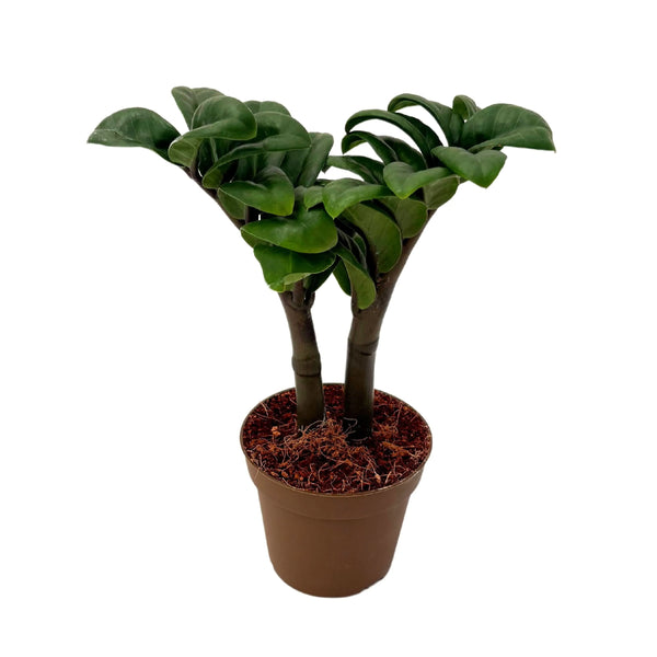 Zamioculcas Zenzi D. 9 cm H. 19 cm