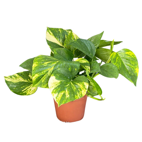 Set di 3 pothos scindapsus aurea D. 12 cm H. 27 cm