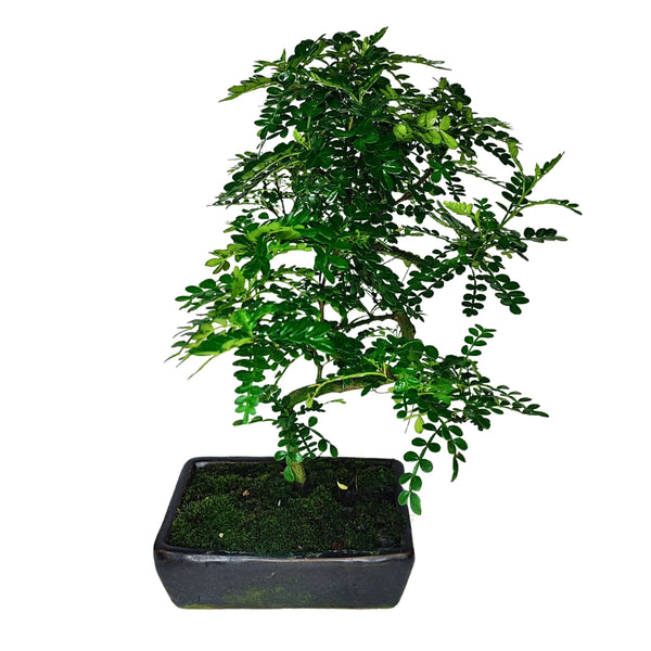 Bonsai Pepper S-Shape Altezza 40 cm
