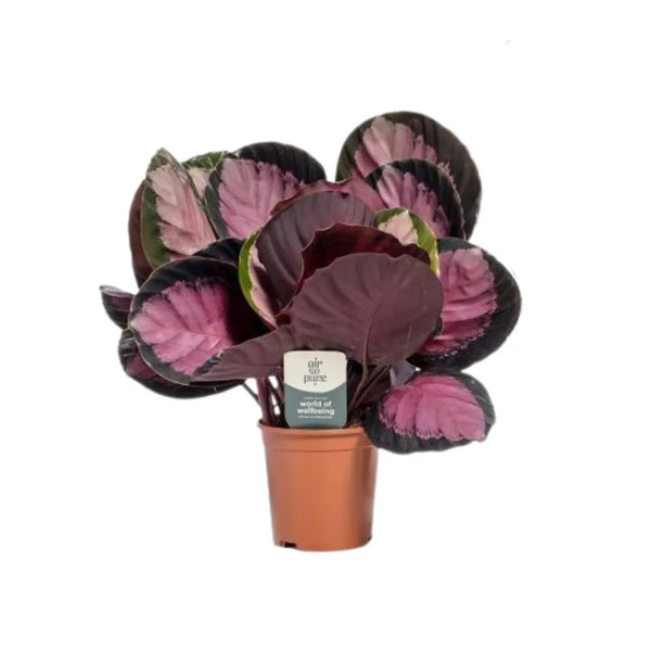 Calathea Ros. Crimson Ø 12 Vaso plastica