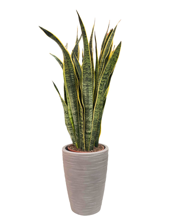 Sansevieria Laurentii in Tylus D. 30 cm