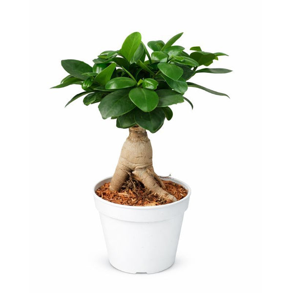 Bonsai ficus ginseng in container D.12 H.35 cm