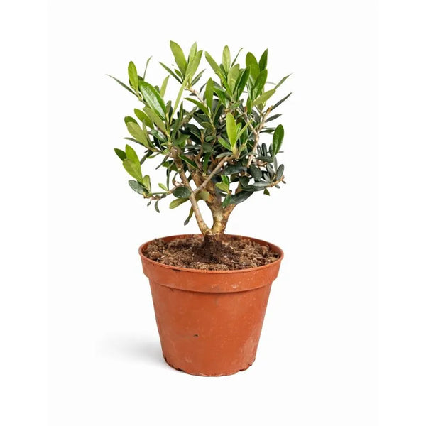 Olivastro bonsai D.14 H.25 cm