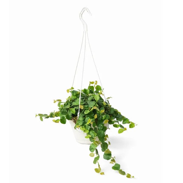Ficus pumila verde in vaso basket D.19 H.50 cm