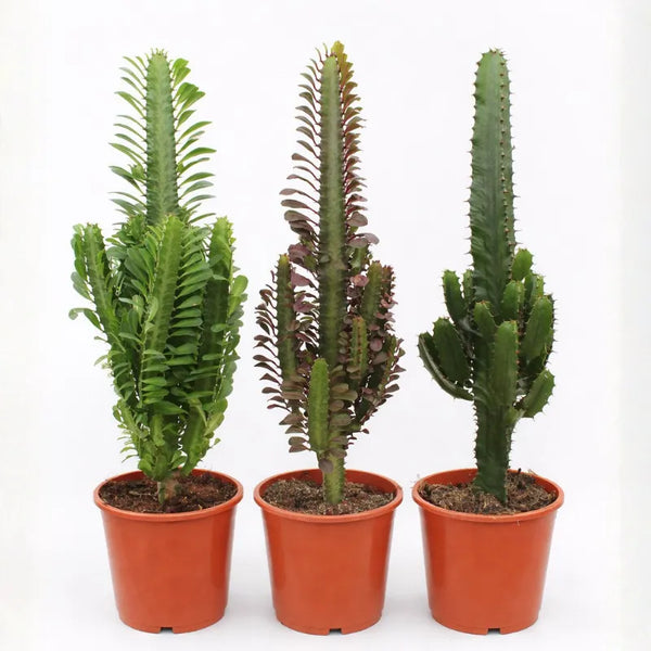 Euphorbia gemengd Desert mix vaso D.17 H.60 cm
