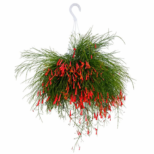 Russelia au basket-ball D. 19 H. 40 CM