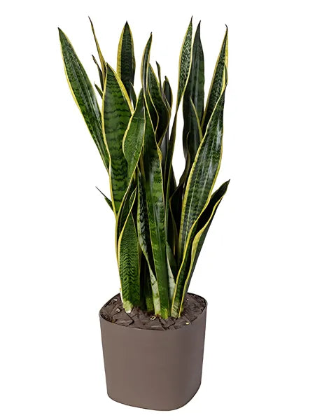Sansevieria Laurentii - Altezza Pianta 80 cm