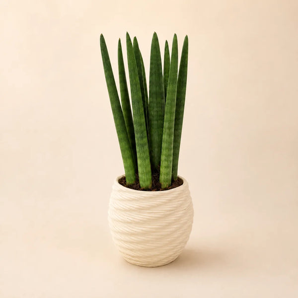 Sansevieria cylindrica in vaso di ceramica artigianale Carina D.11 cm