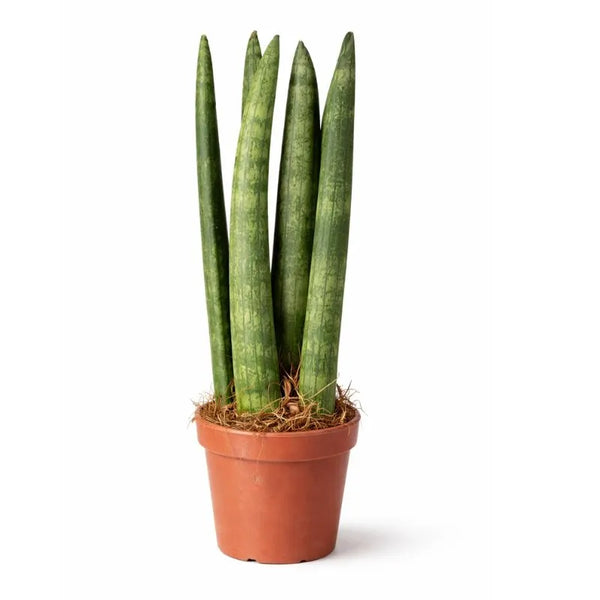 Sansevieria Cylindrica in plastic pot D.8 H.25 cm