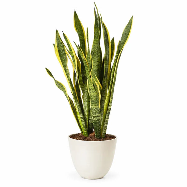 Sansevieria Laurentii Extra Altezza Pianta 120 cm