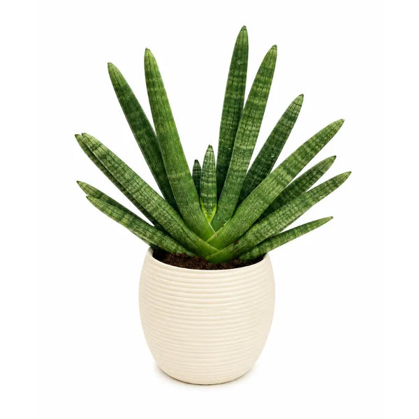 Sansevieria swasdii in vaso Sally D.17 H.43 cm