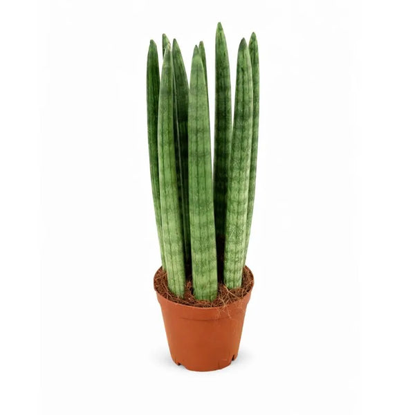 Sansevieria cylindrica in plastic pot D.10 H.30 cm