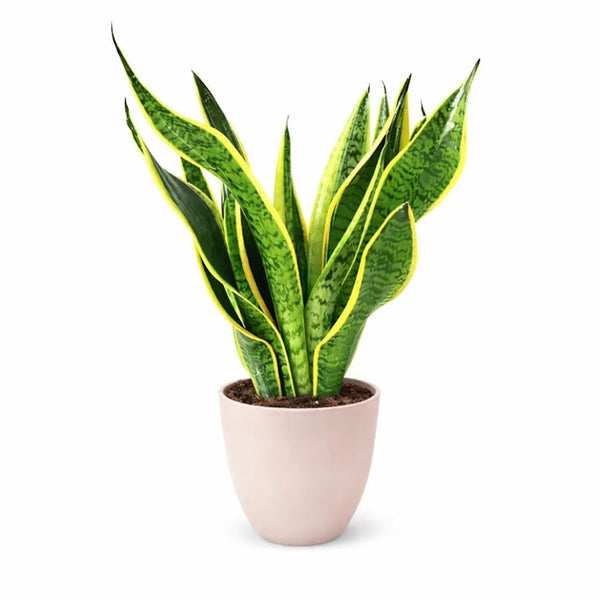 Sansevieria superba D.14 H.40