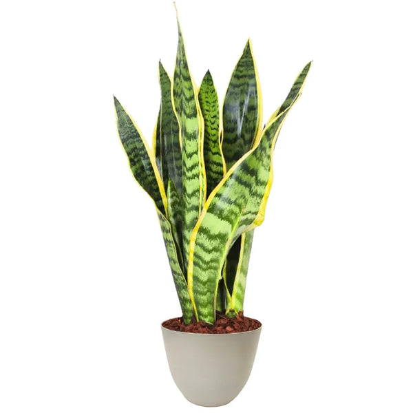 Sansevieria Laurentii - Hauteur de la plante 40 cm