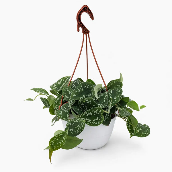Scindapsus pictus basket 20 cm