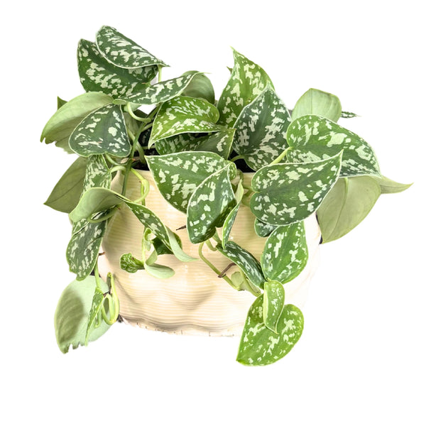 Scindapsus pictus Argyraeus in vaso di ceramica ovale Mana