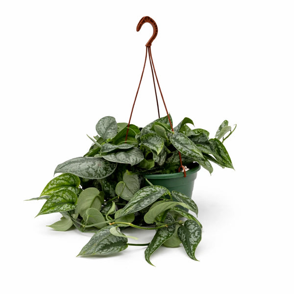 Scindapsus pictus Trebie basket 20 cm