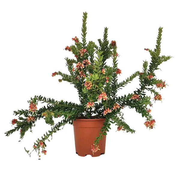 Grevillea Winter Wonder