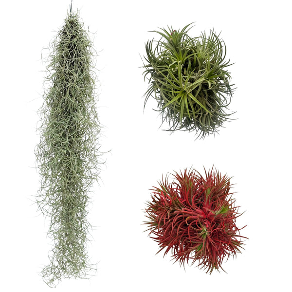 Set di tre varietà Thailandesi di Tillandsia