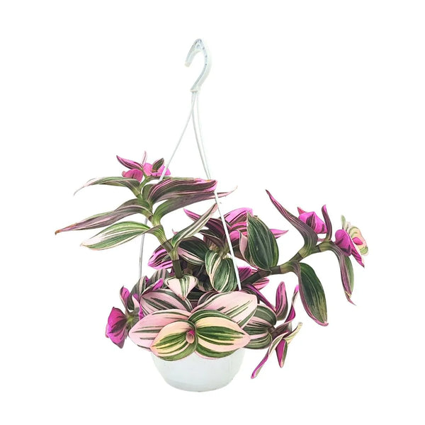 Tradescantia nanouk in vaso basket 14 cm