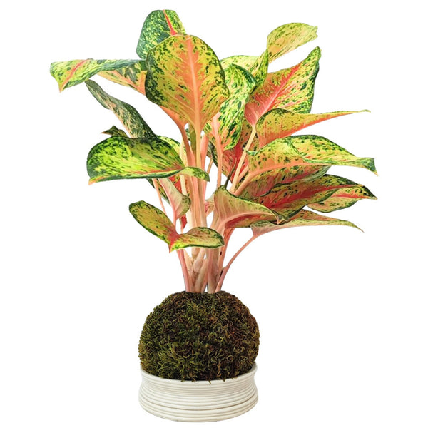 Kokedama Aglaonema 10 karat